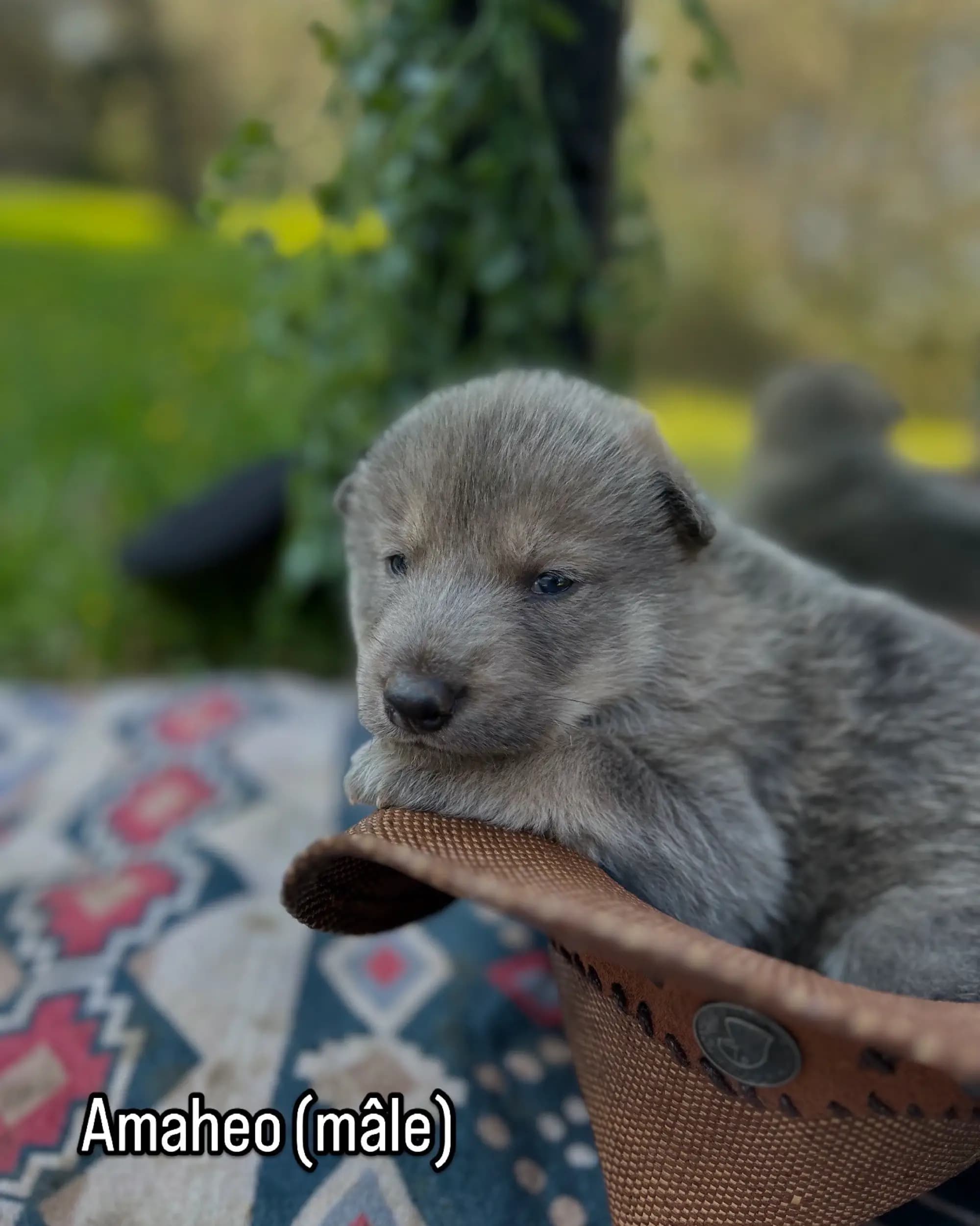 Contactez Westland Wolf