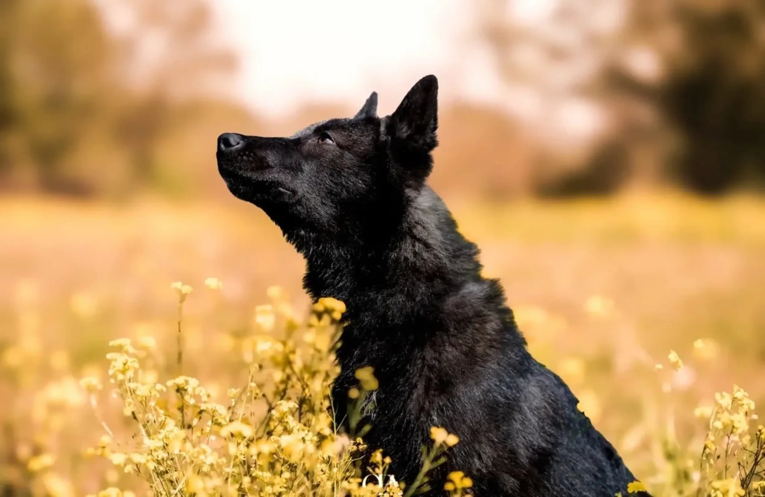 Chien Loup Américain