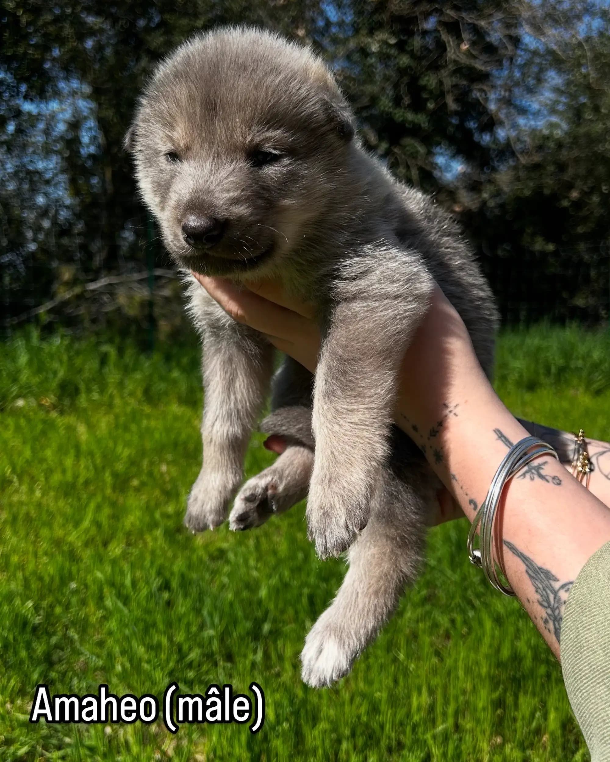 Pernes-les-Fontaines, Vaucluse