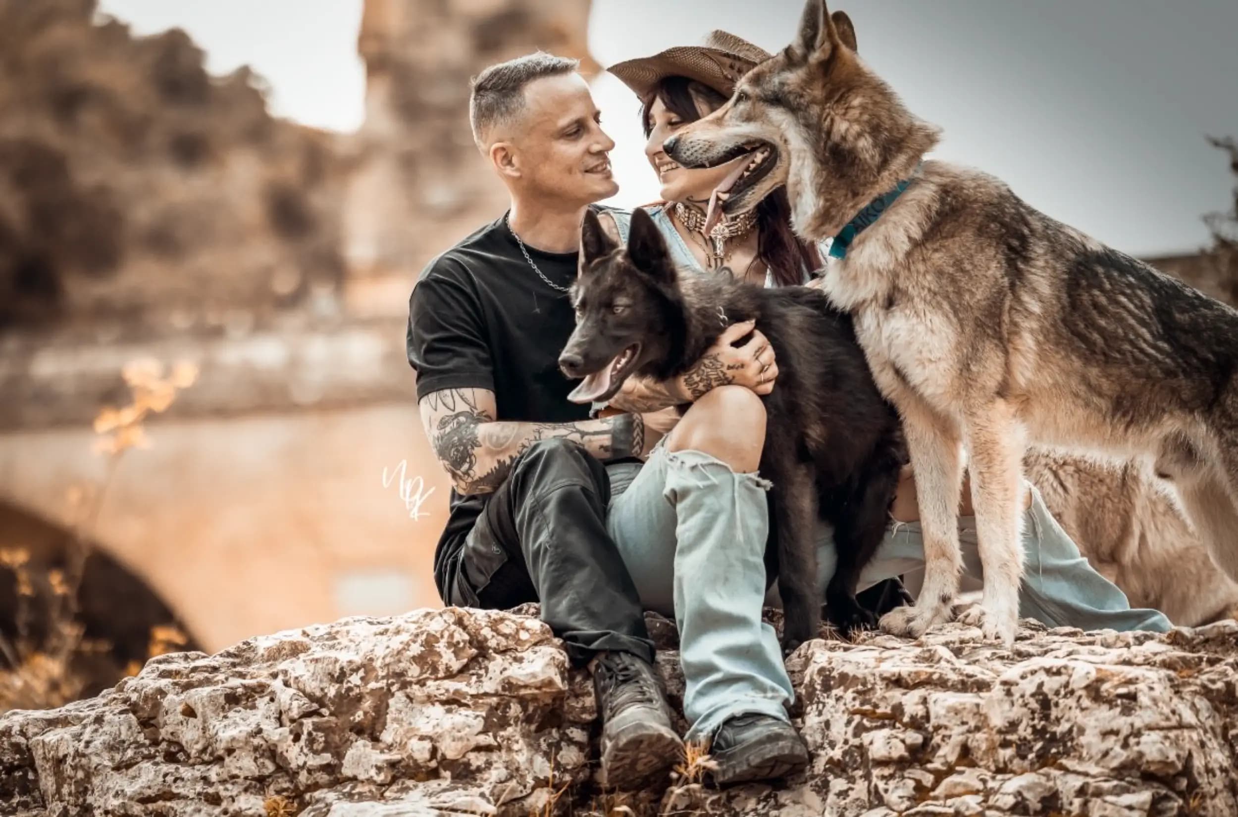 Chien loup Westland Wolf