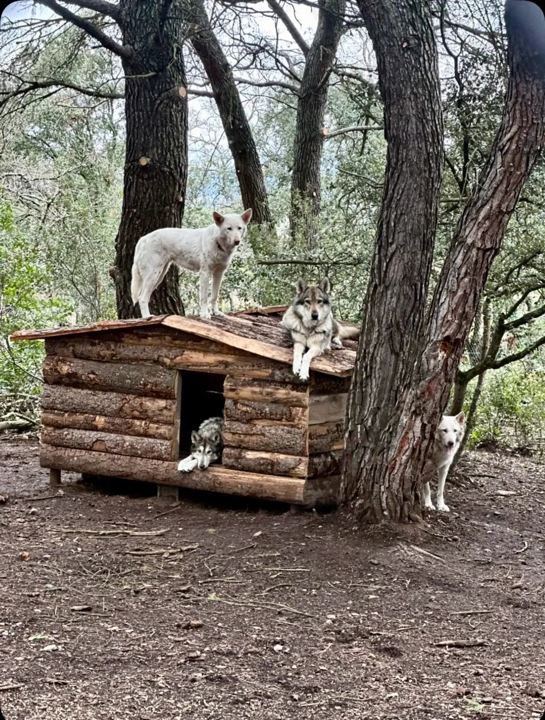 À propos de Westland Wolf